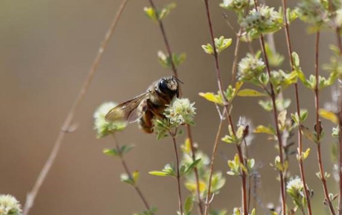 Archivo - Los polinizadores son un grupo muy diverso que incluye sobre todo abejas y abejorros, pero también sírfidos y mariposas.