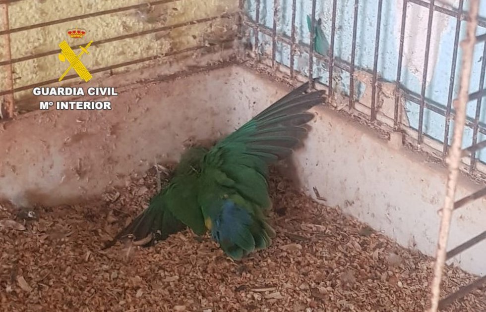 Investigada una personas por maltratar a tres aves que murieron por inanición en Burriana