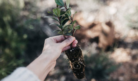 Comunicados Sociedad