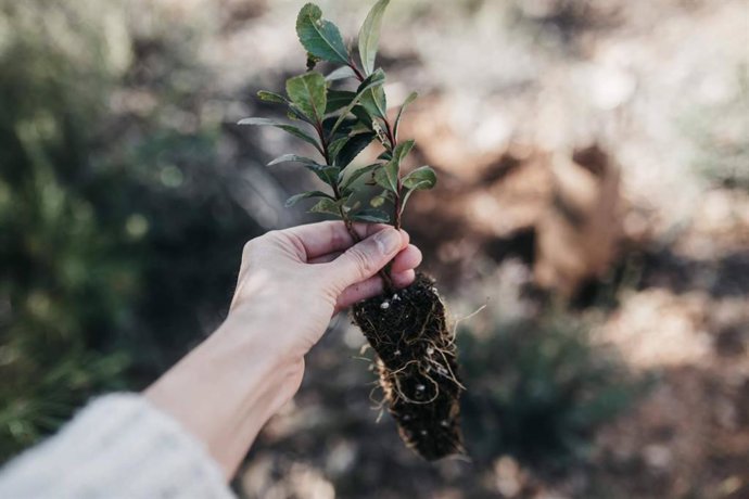 Bosquia impulsa la recuperación ambiental con un proyecto de reforestación en el Parque Natural del Turia