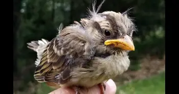 El abandono paternal de crías de gorrión chillón reduce un 30% su supervivencia, según un estudio de la UCM