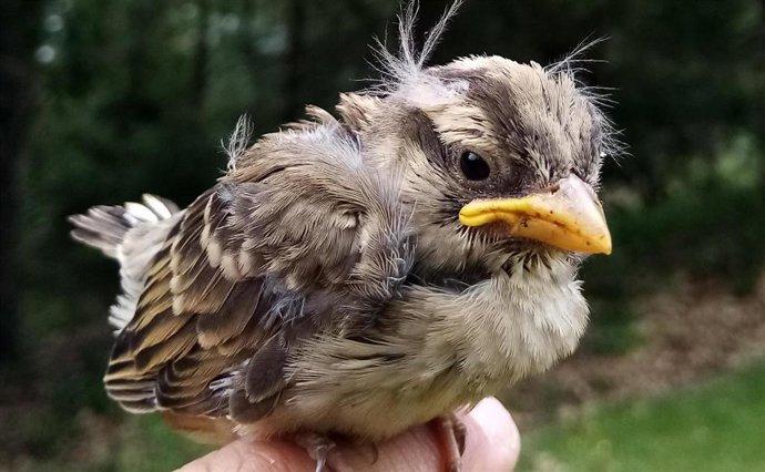 Archivo - Cría de gorrión chillón