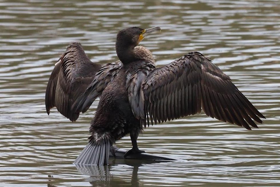 Cormorán.-ARCHIVO