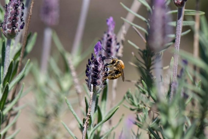 Imagem de um espécime de Eucera hispaliensis.