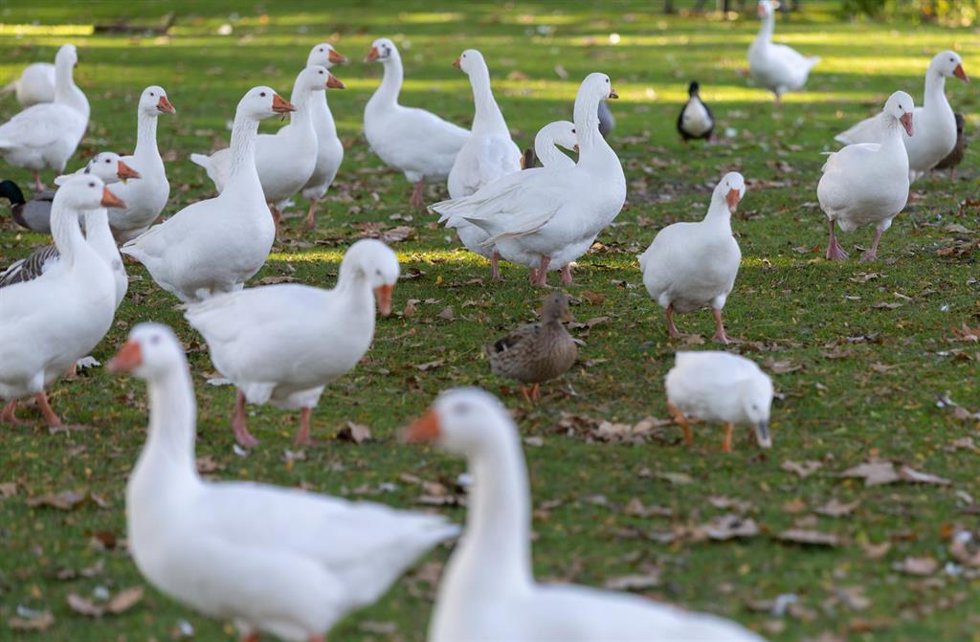 Archivo - Zona de prevención contra la Gripe Aviar en el parque del Soto de Móstoles, a 27 de octubre de 2025, en Móstoles, Madrid (España).