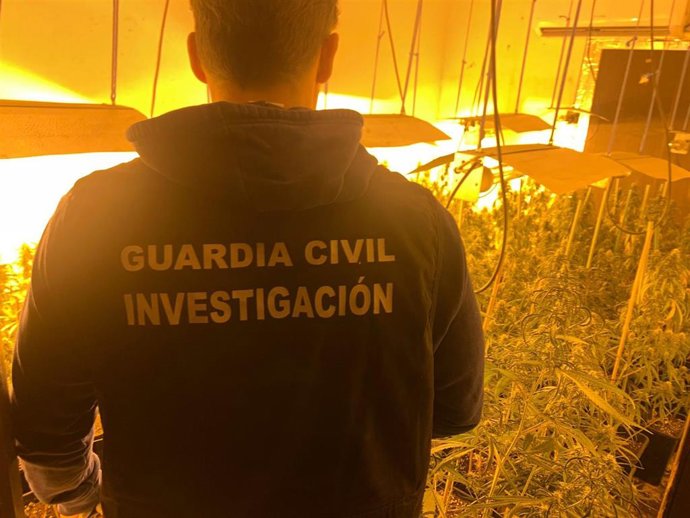 Archivo - Cultivo de marihuna desarticulado por la Guardia Civil, en imagen de archivo