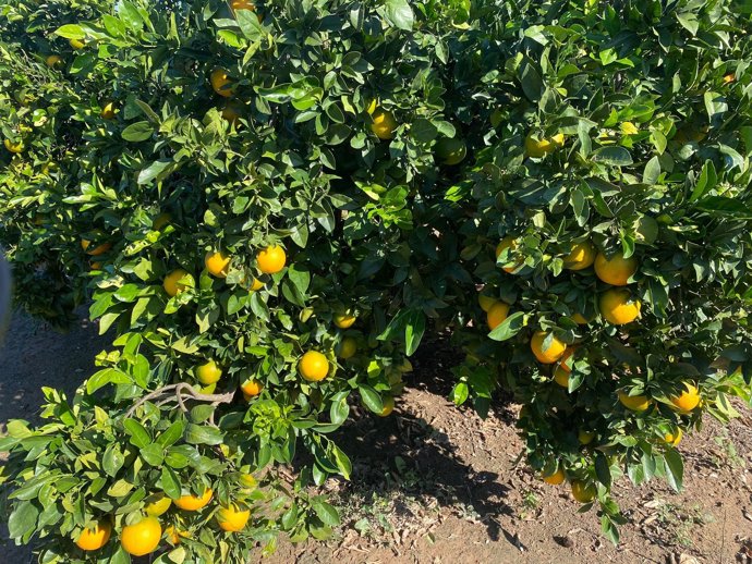 Archivo - Arxiu - Navelina en camp