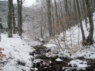 Los paisajes burgaleses se visten de Navidad con la eclosión de los acebos