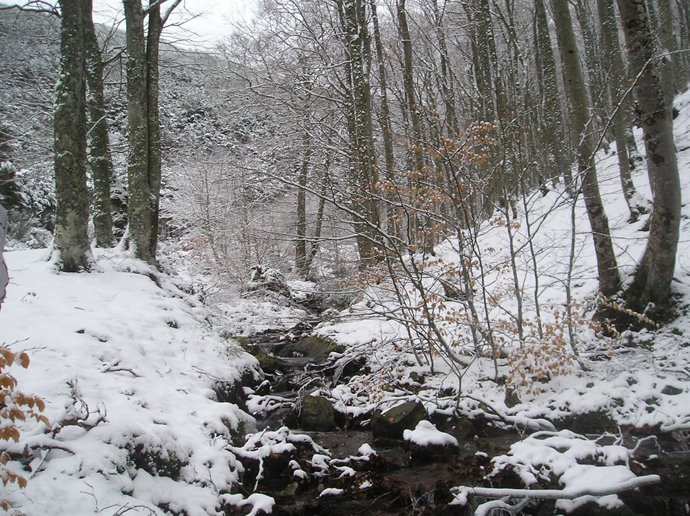 Los paisajes burgaleses se visten de Navidad con la eclosión de los acebos