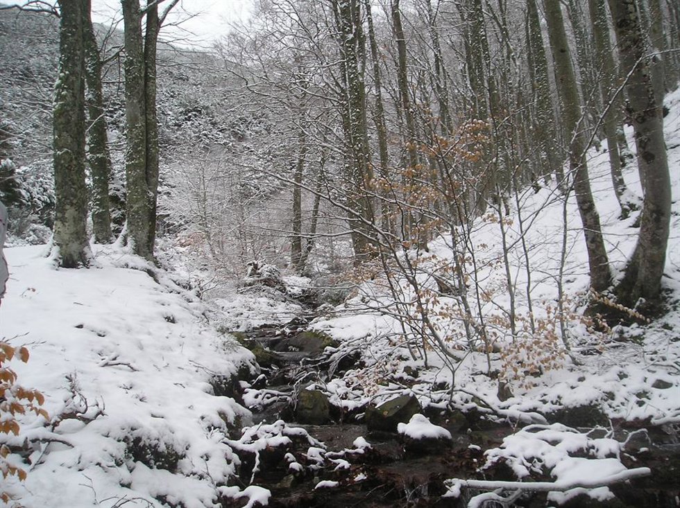 Los paisajes burgaleses se visten de Navidad con la eclosión de los acebos