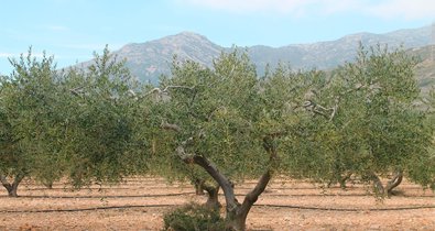 EpAgro - Agricultura