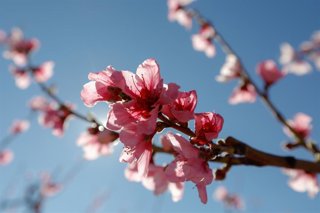 Archivo - Flor en la rama de un melocotonero, en Cieza, Murcia (España).