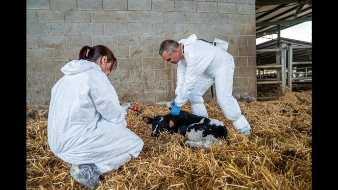 Vacunación de un animal bovino en una granja