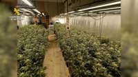 Detenida una persona por tener un cultivo indoor de 1.200 plantas de marihuana en una vivienda de Erustes