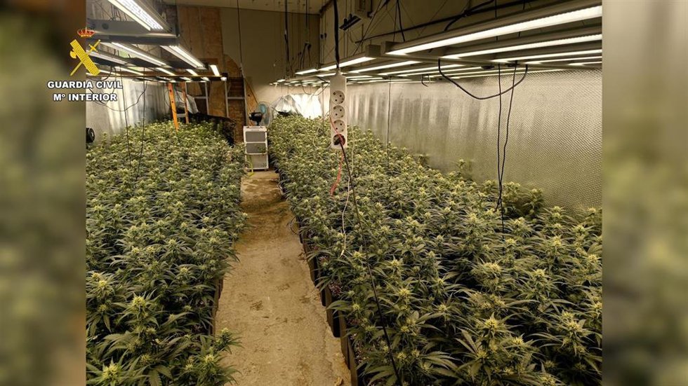 Desmantelada una plantación de marihuana de alto rendimiento en Erustes (Toledo).
