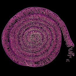 ‘Uzumaki’, De Daniel García Ovejero Y Javier Mazarío Torrijos, Muestra Una Imagen De Intestino De Rata Dispuesta En Espiral.