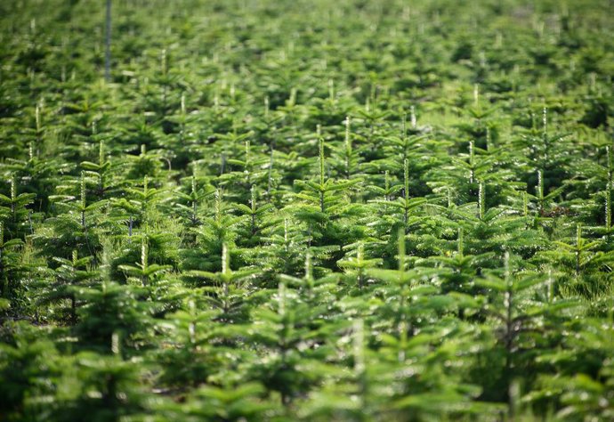 Archivo - FILED - 16 June 2022, Berlin: Young Nordmann fir trees growing in a plantation. Christmas trees grown on many German plantations are being treated with harmful and sometimes illegal pesticides, activists warned on 19 December after testing firs 