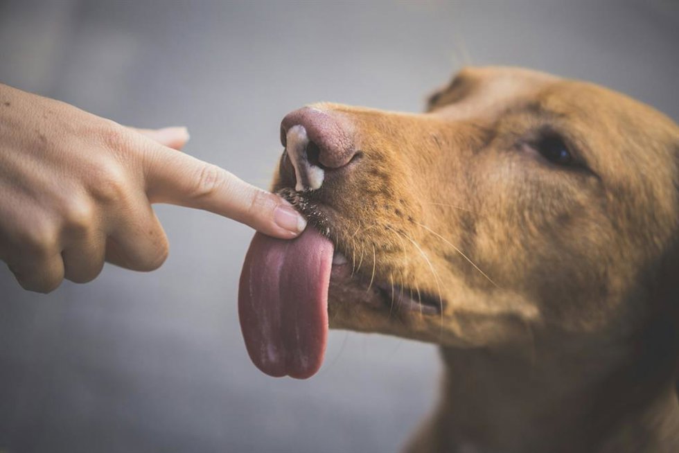 Qué significa que un perro lama a una persona y por qué lo hace