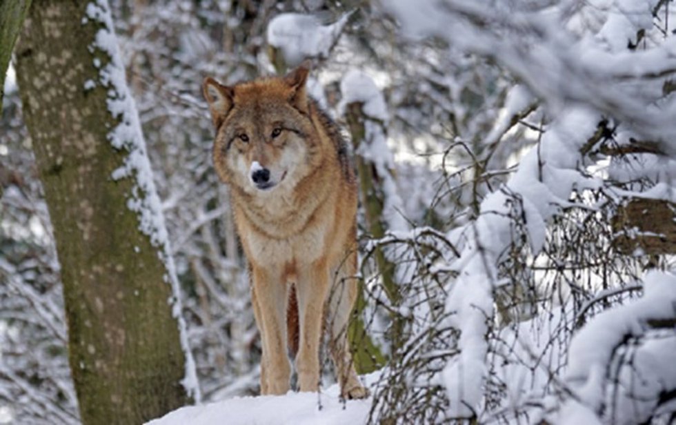Lobo tibetano Canis lupus chanco
