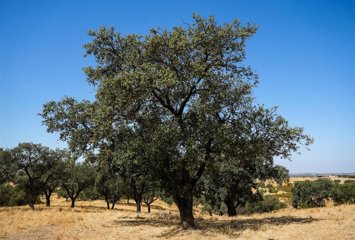 Archivo - Explotación de ganadería extensiva visitada por el consejero de Agricultura, Pesca, Agua y Desarrollo Rural, Ramón Fernández-Pacheco en El Cerro de Andévalo (Huelva), cuya actividad es fundamental para gestionar los montes y dehesas andaluces.