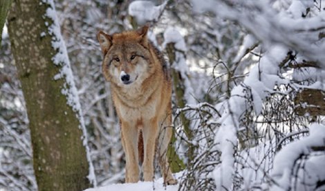 notibrasil sociedade