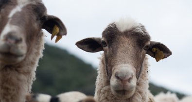Es Andalucía - Sevilla