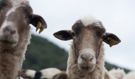 Es Andalucía - Sevilla