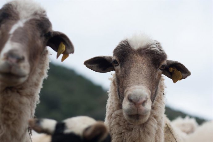 Oveja en imagen de archivo.