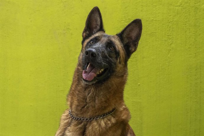 Archivo - Hunter, ya adoptado