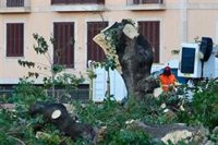 Los arboricultores cuestionan la decisión de talar los bellasombra y creen que podría haber "ignorancia o intereses"