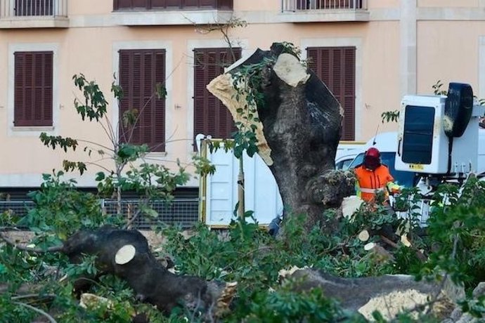 Uno de los bellasombra talados.