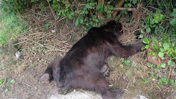 Oso pardo muerto por un disparo en Belmonte de Miranda.