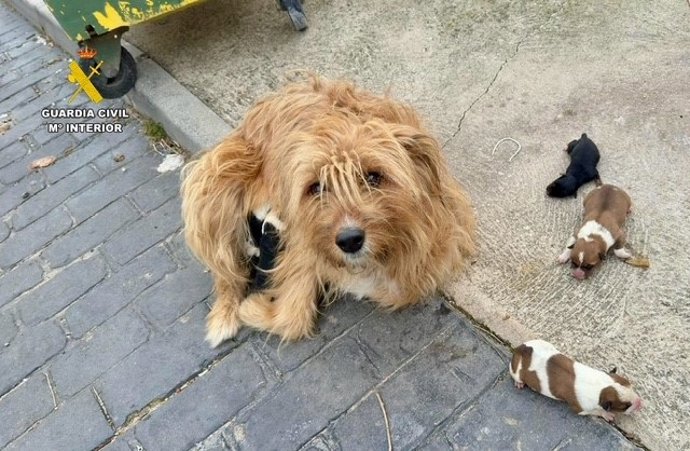Una perra junto a los cachorros encontrados en el contenedor.