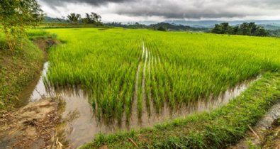 EpAgro - Agricultura