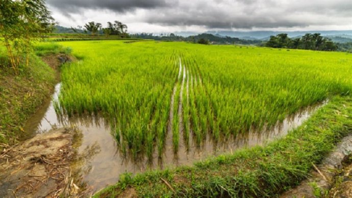 Imagen de un campo de arroz.