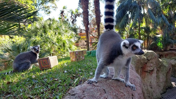 Regalos de Papá Noel en Bioparc Fuengirola