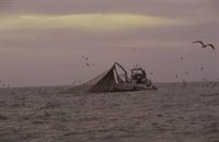El Gobierno cierra este lunes la pesca de la cigala en el Golfo de Cádiz al haberse agotado la cuota asignada