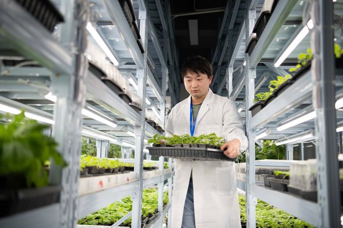 HEFEI, 12 de dezembro de 2025 -- Um pesquisador se prepara para transferir uma bandeja de plantas que brilham sozinhas para uma sala escura para observação no laboratório da Magicpen Bio em Hefei, província de Anhui, no leste da China, em 3 de dezembro de