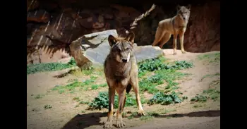 El Constitucional admite la personación de Cantabria en el recurso del Defensor contra la salida del lobo del LESPRE