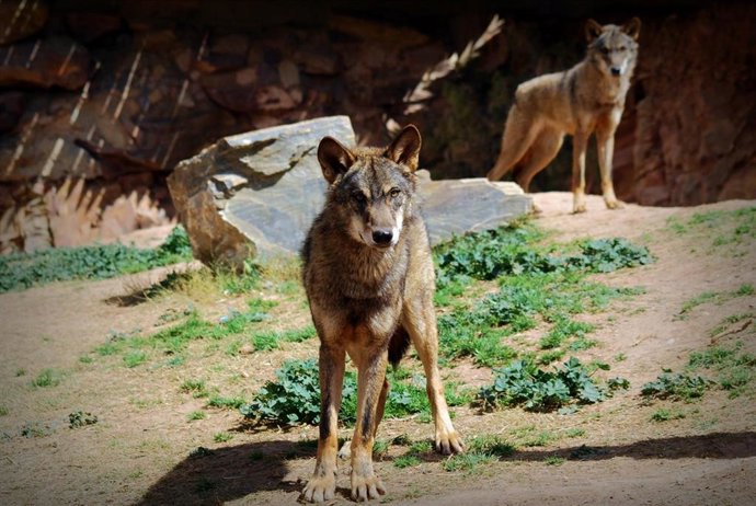Archivo - Terra Natura Murcia recibe dos ejemplares de lobo ibérico exclusivos de la Península