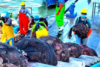 La actualización normativa beneficiará a titulares de áreas de producción, concesionarios acuícolas y pescadores artesanales con permiso de pesca, entre otros.