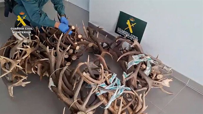 Cuernas de ciervo y gamo incautadas.