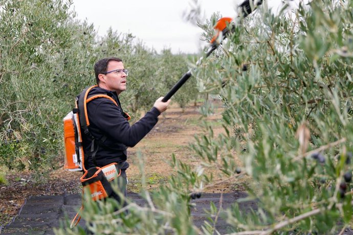 El candidato del PSOE de Extremadura, Miguel Ángel Gallardo, pasa el día de reflexión antes de las elecciones del 21D recogiendo aceitunas en una parcela familiar