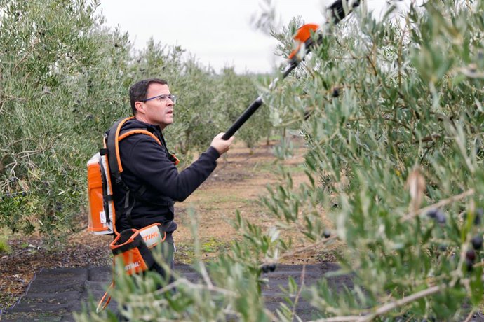 O candidato do PSOE em Extremadura, Miguel Ángel Gallardo, passa o dia de reflexão antes das eleições do 21D colhendo azeitonas em um terreno da família.