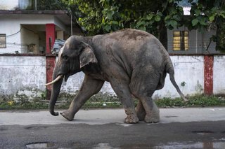 Archivo - Elefante en Assam (India)