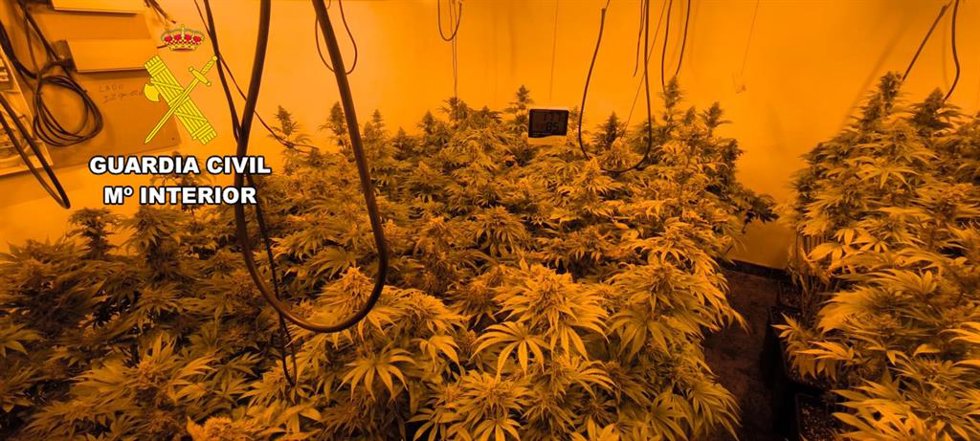 Imagen de una plantación de marihuana.