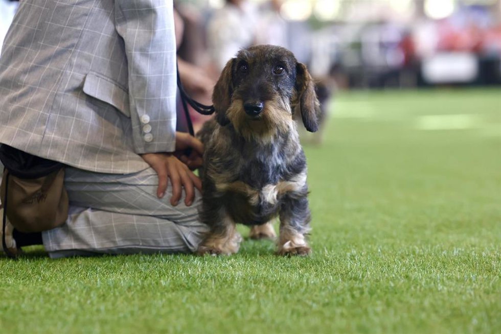 Archivo - Un perro en la Exposición Canina Nacional Sherry Winner y la Exposición Canina Internacional Latin Winner, a 1 de noviembre de 2025, en Jerez de la Frontera (Cádiz, Andalucía, España). ARCHIVO.