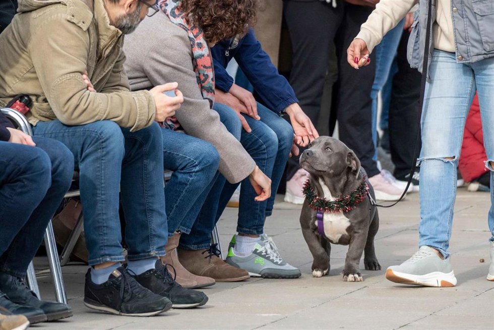 Desfile de perros.