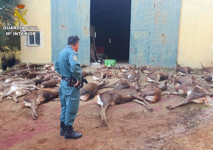 Un agente de la Guardia Civil ante los ejemplares de ciervo abatidos en un coto de Vejer.