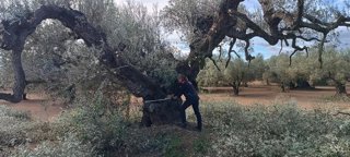 Un olivo monumental protegido